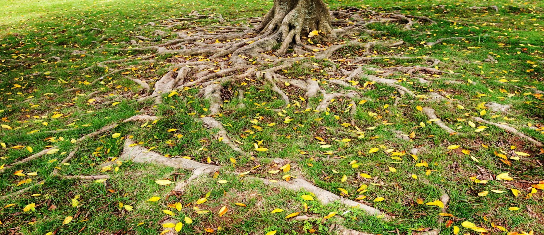 Read more about the article How To Efficiently Deal With Exposed Tree Roots?