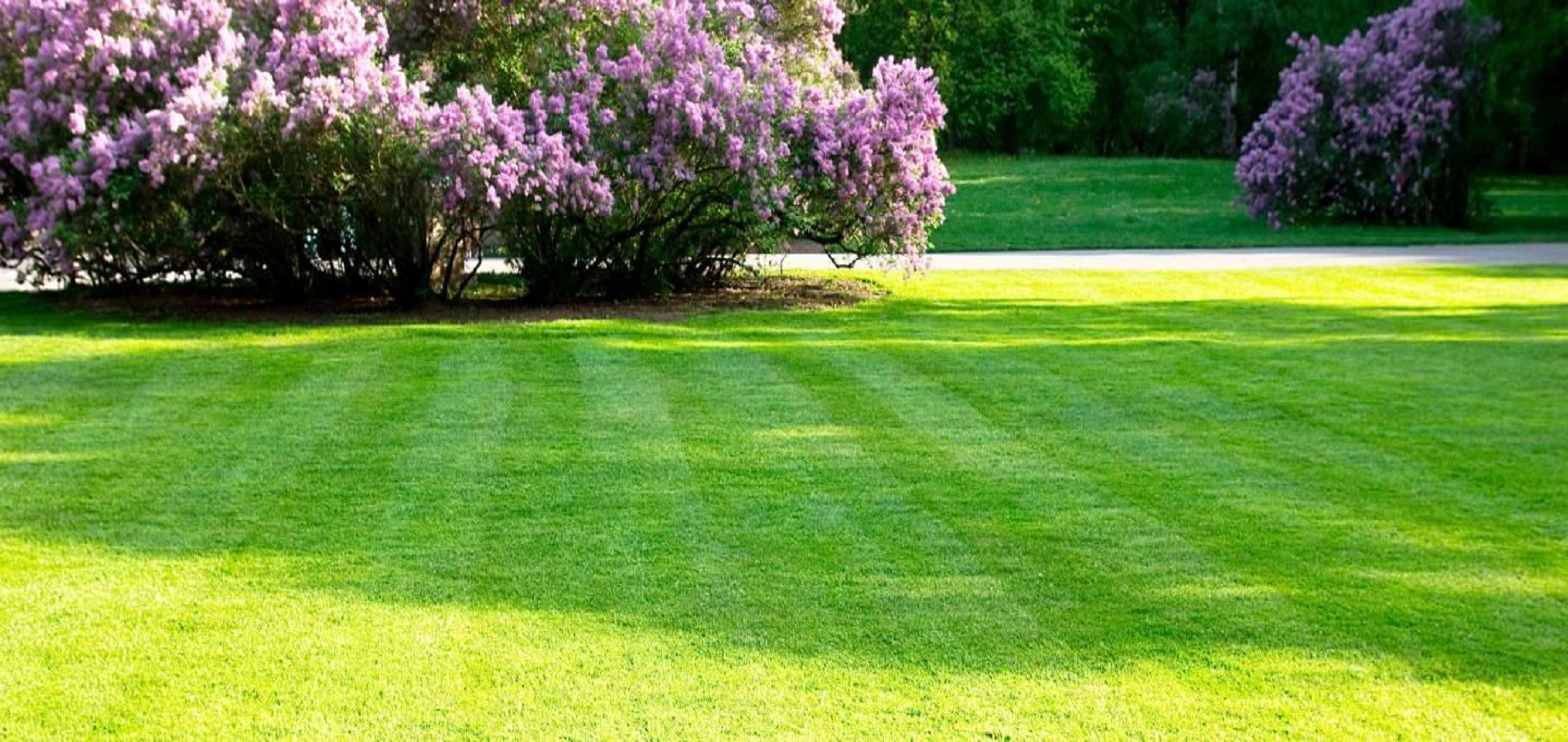 You are currently viewing Top 4 Benefits of Scheduling a Lawn Care in Spring