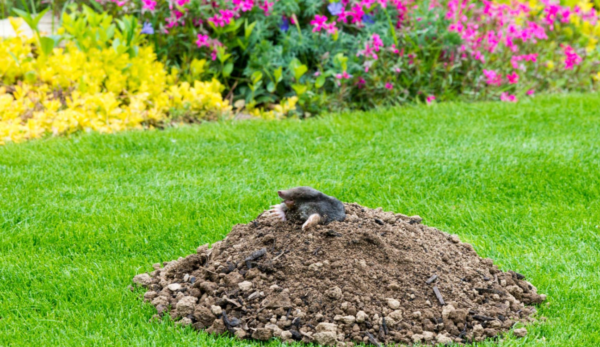 Best Tips to Protect Your Yard From Hole Digging Animals