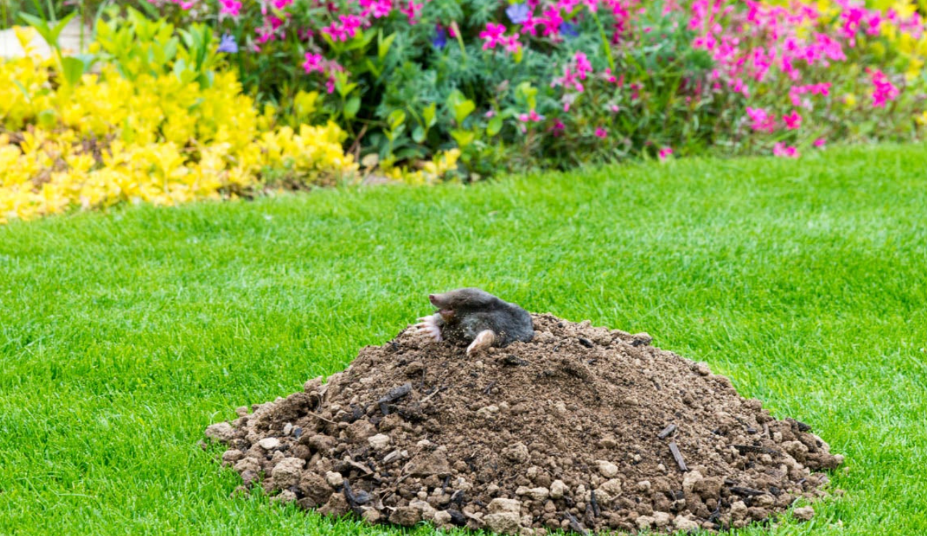 Read more about the article Tips to Protect Your Yard From Hole Digging Animals